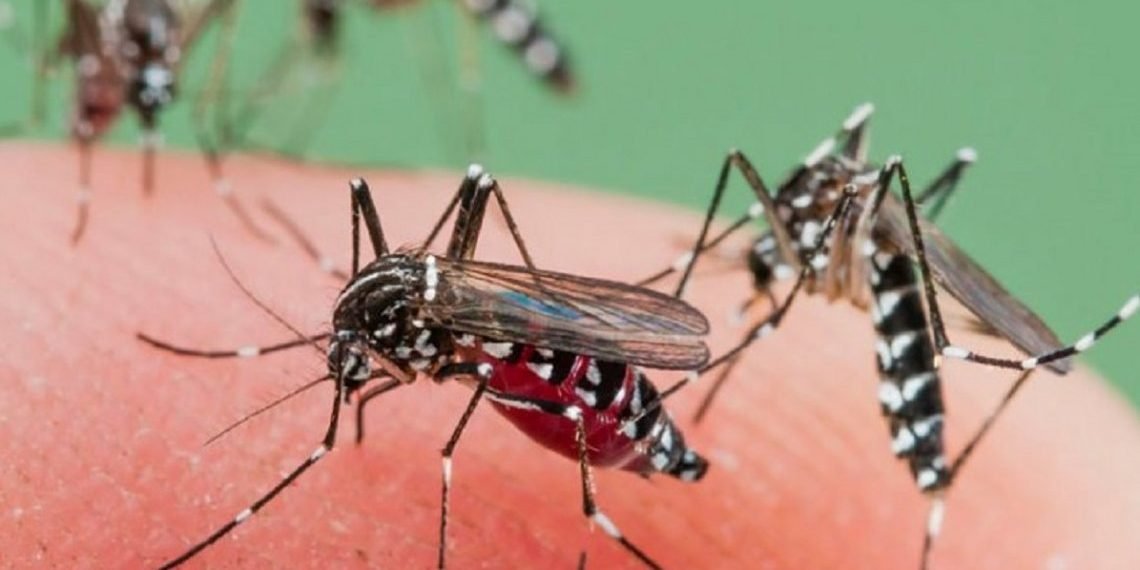 Dengue en Provincia: hay 194 infectados y crecen los casos autóctonos