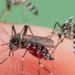 Dengue en Provincia: hay 194 infectados y crecen los casos autóctonos