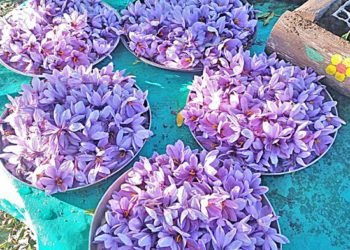 El cultivo del azafrán sigue vigente en San Rafael