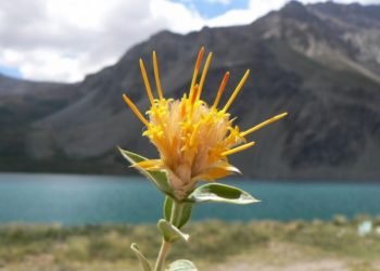 Fortalecen el vivero provincial y enseñan sobre especies nativas a alumnos