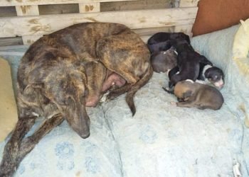 Se encuentran a salvo los cachorros que casi fueron enterrados vivos