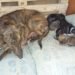 Se encuentran a salvo los cachorros que casi fueron enterrados vivos