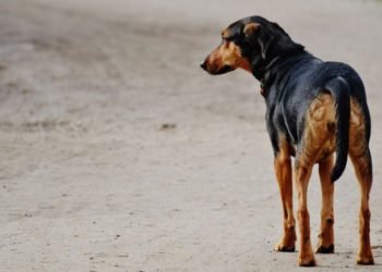 Datos preocupantes: en Mendoza aumentó el abandono de animales durante la cuarentena