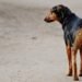 Datos preocupantes: en Mendoza aumentó el abandono de animales durante la cuarentena