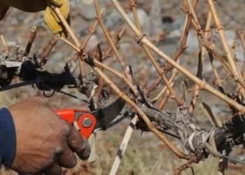 Piden crear una ayuda similar al Plan Poda para el sector rural