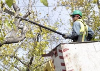 Comenzó la temporada de poda de forestales