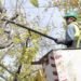 Comenzó la temporada de poda de forestales