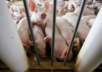 Aparece otro virus en China con potencial efecto pandémico