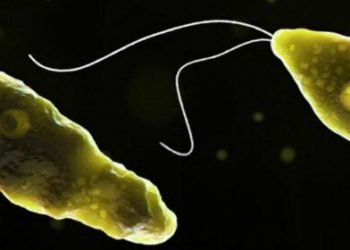 Estados Unidos: confirmaron un caso de ameba «comecerebros»