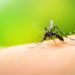 Dengue en Argentina: confirmaron el mayor registro de casos en la historia