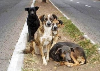 Desde Veterinaria siguen con la campaña de adopciones de perros de la calle