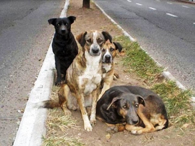 Desde Veterinaria siguen con la campaña de adopciones de perros de la calle