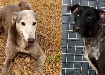 Adoptar salva vidas (sobre todo la de uno mismo)