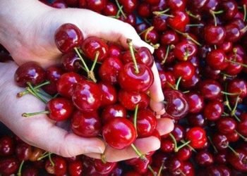 Avanzan las gestiones comerciales con empresarios chinos para exportar cereza