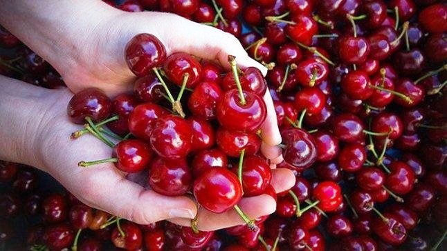 Avanzan las gestiones comerciales con empresarios chinos para exportar cereza