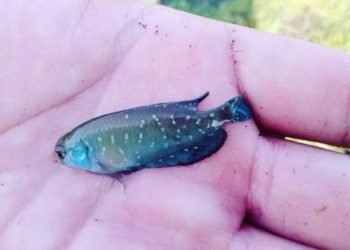 Peces que resisten a las sequías: el hallazgo de Longchamps