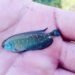 Peces que resisten a las sequías: el hallazgo de Longchamps