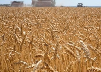 Trigo transgénico: advierten que el pan podría llegar con agroquímicos