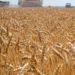 Trigo transgénico: advierten que el pan podría llegar con agroquímicos