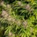Cannabis: Desde hoy es legal cultivarlo para uso medicinal