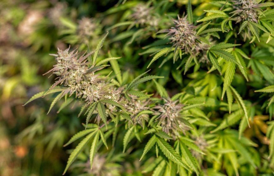 Cannabis: Desde hoy es legal cultivarlo para uso medicinal