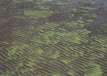 Agua verde en Ensenada: imágenes de la invasión de algas