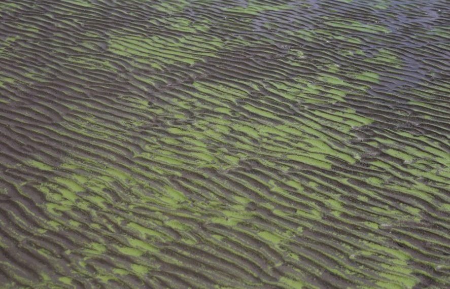 Agua verde en Ensenada: imágenes de la invasión de algas
