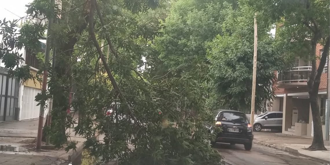 Árboles caídos y anegaciones por la tormenta