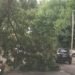 Árboles caídos y anegaciones por la tormenta