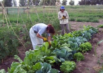 En Moreno prohíben el uso de agroquímicos para la producción de alimentos