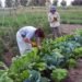 En Moreno prohíben el uso de agroquímicos para la producción de alimentos