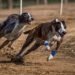 Detienen a asesino que se dedicaba a las carreras de galgos