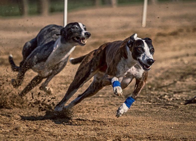 Detienen a asesino que se dedicaba a las carreras de galgos