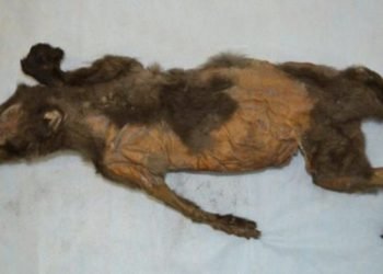 Hallaron un rinoceronte lanudo congelado hace 20.000 años