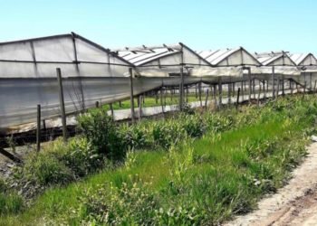 Terrible: entraron a robar en una quinta en La Plata y violaron dos veces a una chica de 14 años