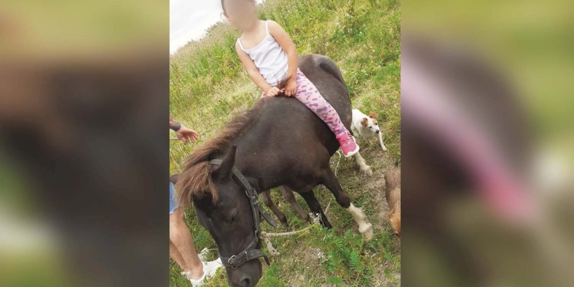 Desesperada búsqueda de una familia a la que le robaron dos ponis en Ensenada