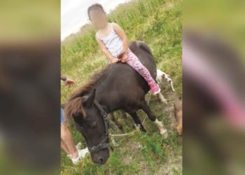 Desesperada búsqueda de una familia a la que le robaron dos ponis en Ensenada