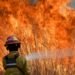 Los incendios forestales devastaron una superficie que equivale a 436 veces la ciudad de La Plata