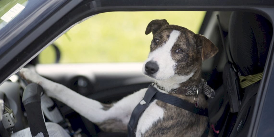 De no creer: un perro le chocó el auto a su dueña