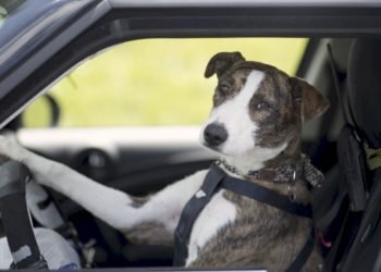 De no creer: un perro le chocó el auto a su dueña