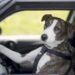 De no creer: un perro le chocó el auto a su dueña