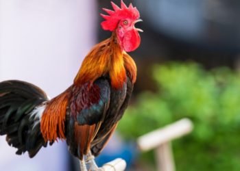 Insólito episodio en Coronel Pringles: multaron a un hombre por el canto de su gallo