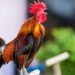 Insólito episodio en Coronel Pringles: multaron a un hombre por el canto de su gallo