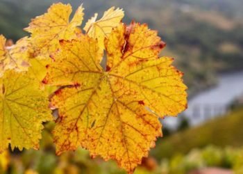 Pronóstico trimestral: cómo estará el tiempo este otoño