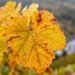 Pronóstico trimestral: cómo estará el tiempo este otoño
