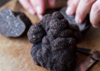 La producción Argentina de trufas comenzó a expandirse en el mercado internacional