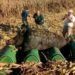 Insólito: en un campo bonaerense cosechaban maíz y atropellaron a un jabalí de 270 kilos