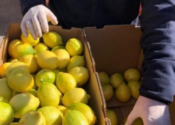 De Campana a Rusia: se exportaron las primeras frutas cítricas del año al país transcontinental