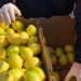 De Campana a Rusia: se exportaron las primeras frutas cítricas del año al país transcontinental