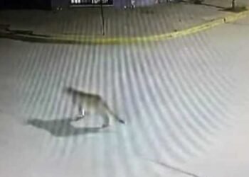 Una multitud incalculable de peregrinos marchó a Luján para pedir por «salud y trabajo»